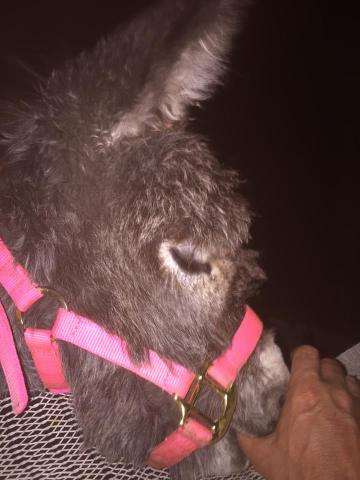 Baby Myka Donkey Happy