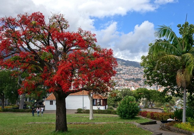 PONTA DE SAO LOURENÇO -.FUNCHAL – CÁMARA DE LOBOS. - Madeira. Los grandes paisajes de una pequeña isla. (31)