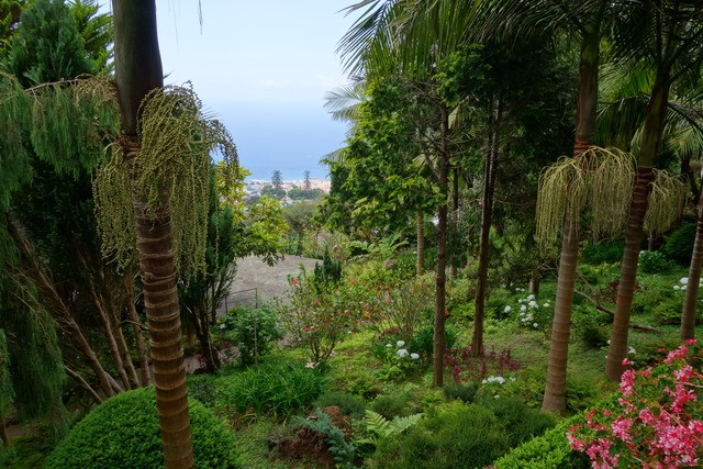 Madeira. Los grandes paisajes de una pequeña isla. - Blogs de Portugal - FUNCHAL: TELEFÉRICO Y JARDÍN TROPICAL DE MONTE. (20)