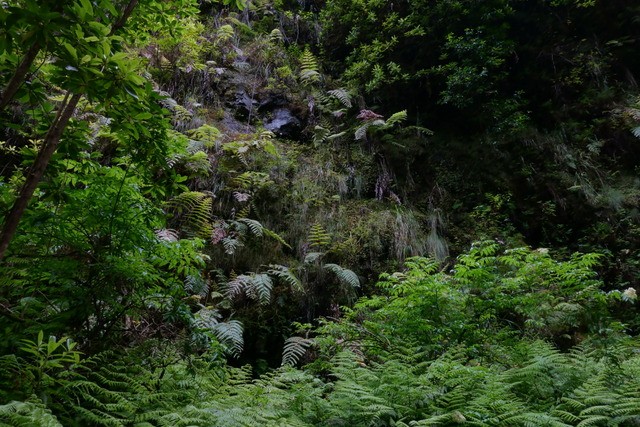 MIRADOR DEL CABO GIRAO – LEVADA DO REI – CRISTO REI DE GUARAJAU. - Madeira. Los grandes paisajes de una pequeña isla. (26)