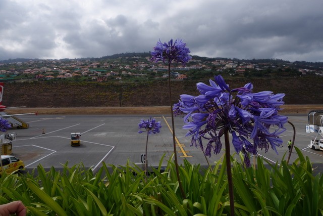 Madeira. Los grandes paisajes de una pequeña isla. - Blogs of Portugal - FUNCHAL: TELEFÉRICO Y JARDÍN TROPICAL DE MONTE. (23)