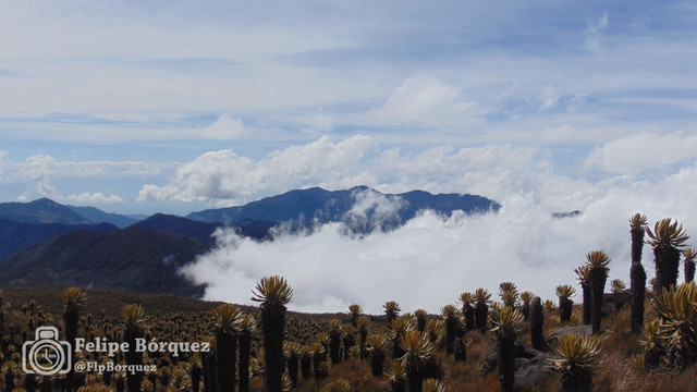 Un antofagastino en Colombia - Blogs de Colombia - Nevado del Tolima (4)