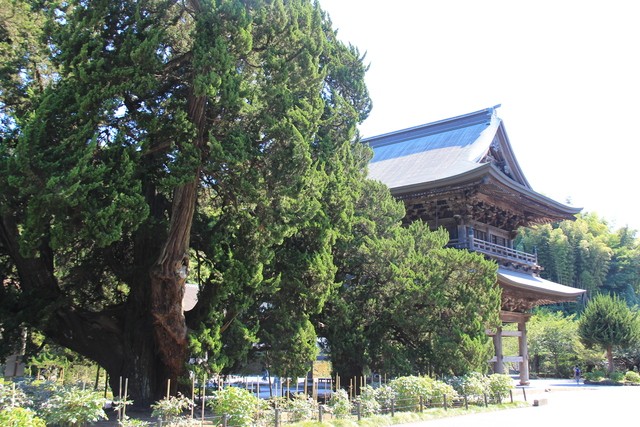 Día 5: Kamakura, día de templos y mucho sol - JAPÓN en 20 días. AGOSTO 2017; preparen sus abanicos. (11)