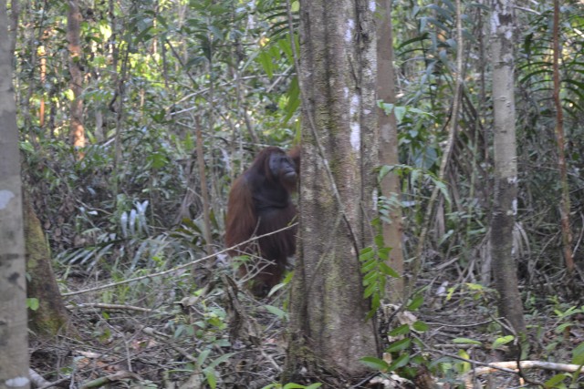 Borneo - Dos semanas en Indonesia por nuestra cuenta y riesgo :-) (8)