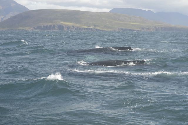 Día 6 - 16 de agosto Akureyri y ballenas - Islandia: 15 días en agosto por la Ring Road (en construcción) (3)