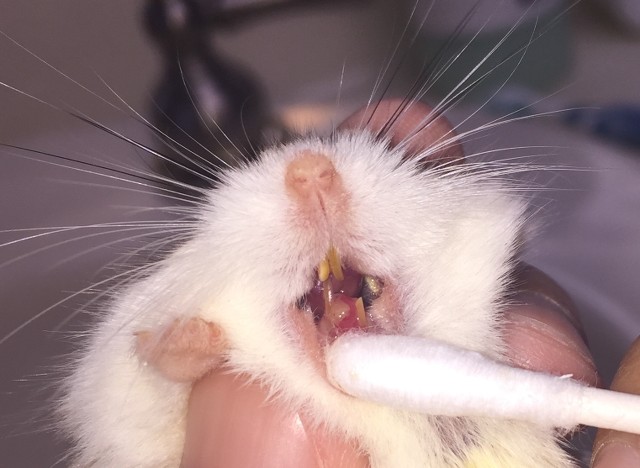 yellow teeth in hamsters