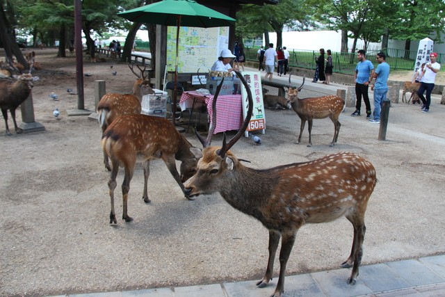 Día 18: Nara, tradición y naturaleza en su máximo esplendor - JAPÓN en 20 días. AGOSTO 2017; preparen sus abanicos. (1)
