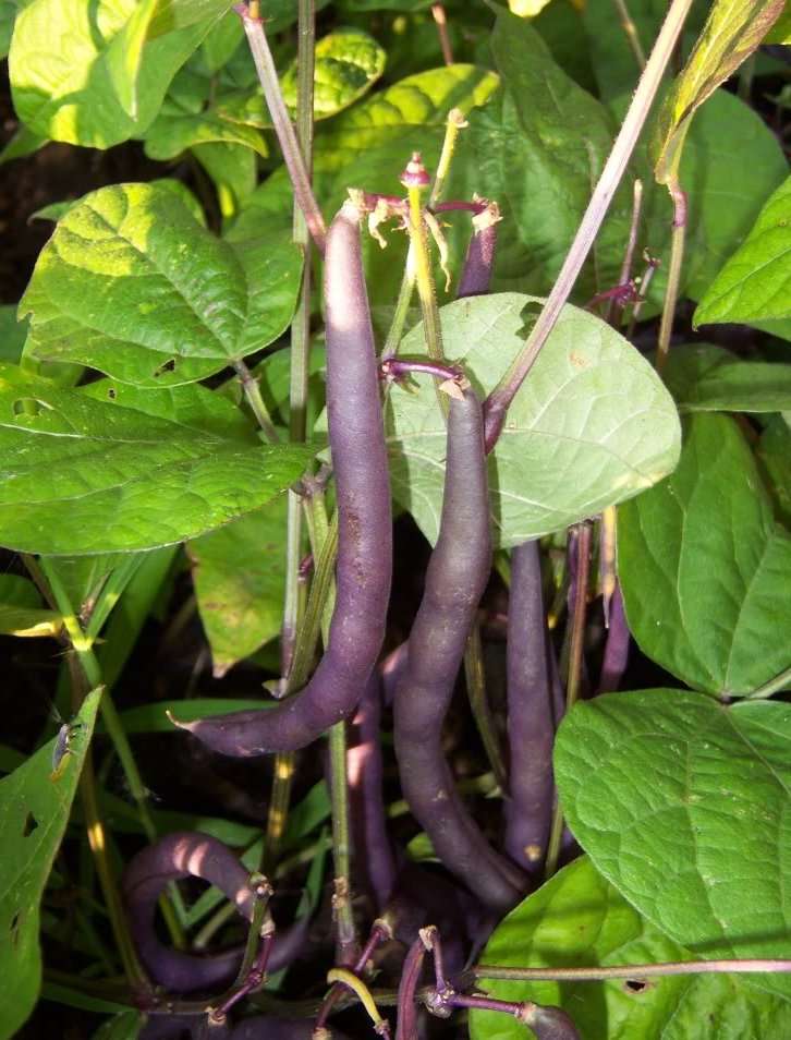 TRACKING 100 Seeds Fresh Yard Purple long Bean Thai Vegetable Plant