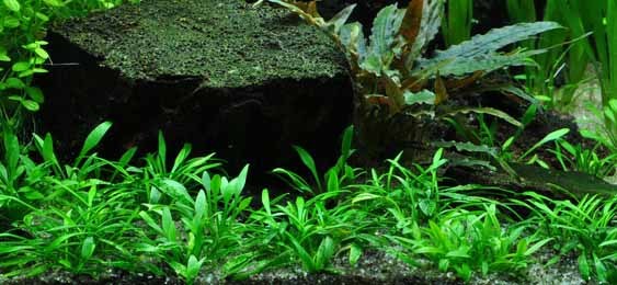 6 plants Crypt Parva Easy Aquarium aquascaping planted tank low light no co2